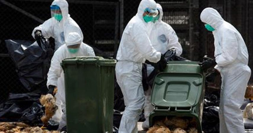 روسیه واردات ماکیان و تخم مرغ را از هند به دلیل آنفلوآنزای مرغی ممنوع کرد