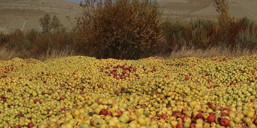 ماجرای انباشت هزاران تن سیب در کنار جاده