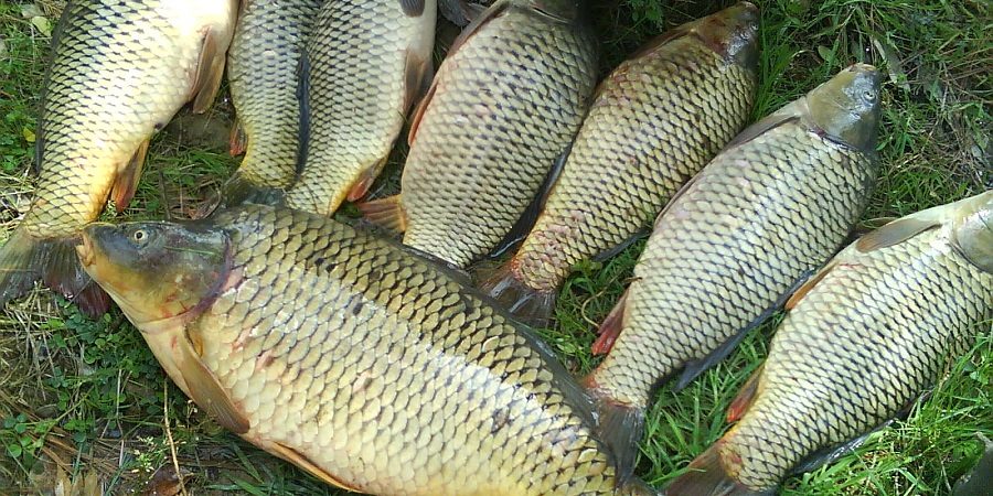 اثر کشنده سم کشاورزی «گلایفوزیت» بر ماهی کپور