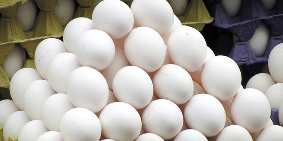 صادرات تخم‌مرغ ایران به عراق، قاچاق نیست/ صادرات قطعی ۱۱ هزار تن تخم مرغ به عراق از زمان اعلام پاکی ایران تا امروز