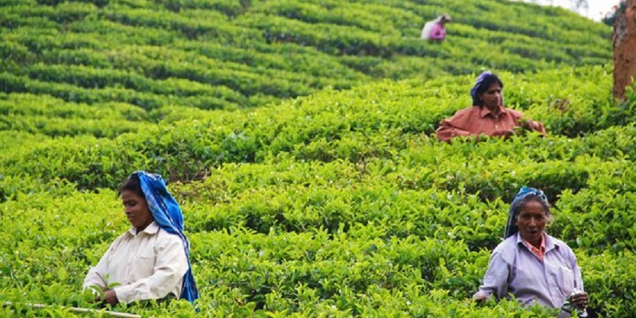 وزیر مزارع سریلانکا: هر ماه پنج میلیون دلار چای به ایران می‌فرستیم