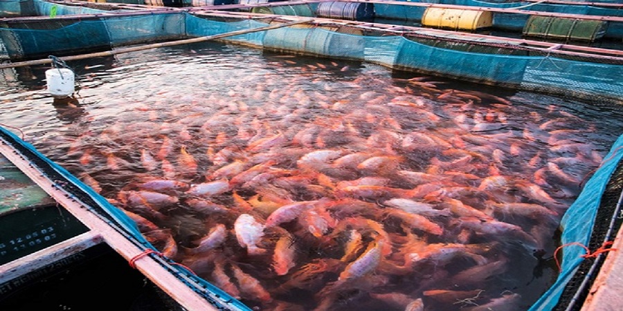 تولید ۵۶۰ گونه ماهی در دنیا/ تولید تیلاپیا در ۱۰ مزرعه پرورش ماهی در بافق یزد