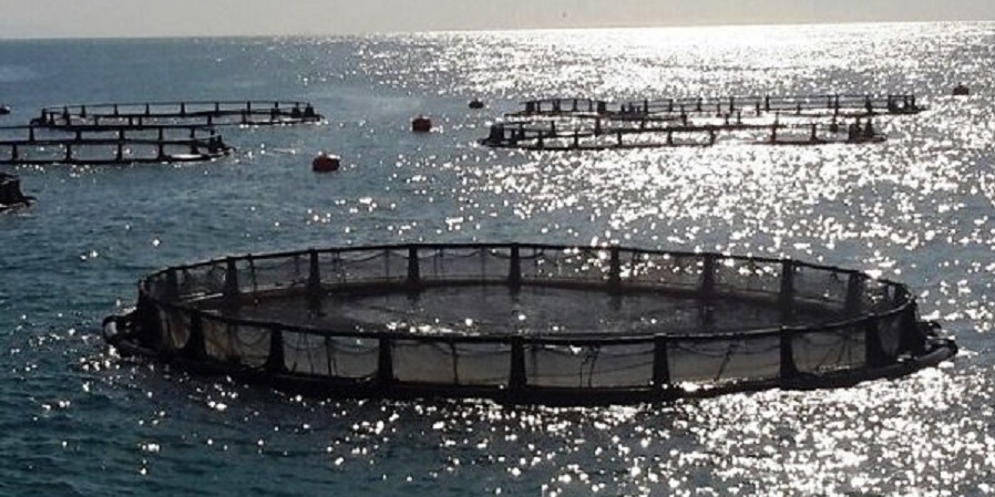 شرایط ایده‌آل سواحل گلستان برای پرورش ماهی در «پن»