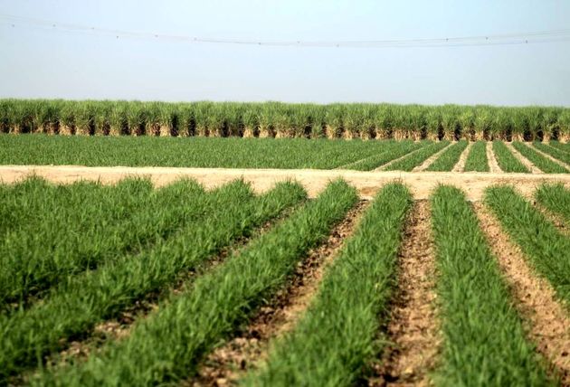 بررسی اثرات تغییر اقلیم بر زراعت در موسسه تحقیقات بذر