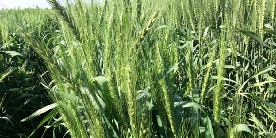 ۹۰ درصد از بذر هیبرید کلزای کشور در خوزستان تولید می‌شود+ تصاویر