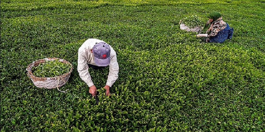 خرید تضمینی ۹۵ میلیارد تومان برگ سبز چای در چین اول بهاره/ پرداخت ۴.۵ میلیارد تومان به کشاورزان