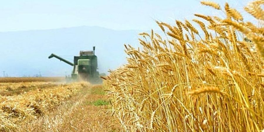 معاون شرکت بازرگانی دولتی ایران:۱.۵ میلیون تن گندم به نرخ تضمینی خریداری شد/ پرداخت ۷۱۹ میلیارد تومان به گندمکاران