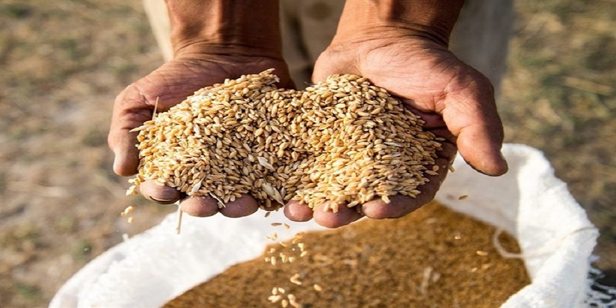 رشد ۳۱ درصدی خرید گندم در ۳۱ استان کشور