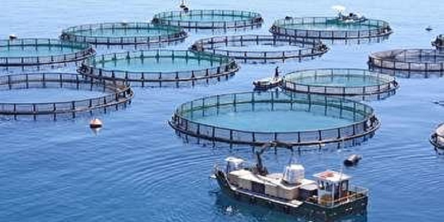 طرح پرورش ماهی در قفس در تمامی سدهای مازندران اجرایی می‌شود