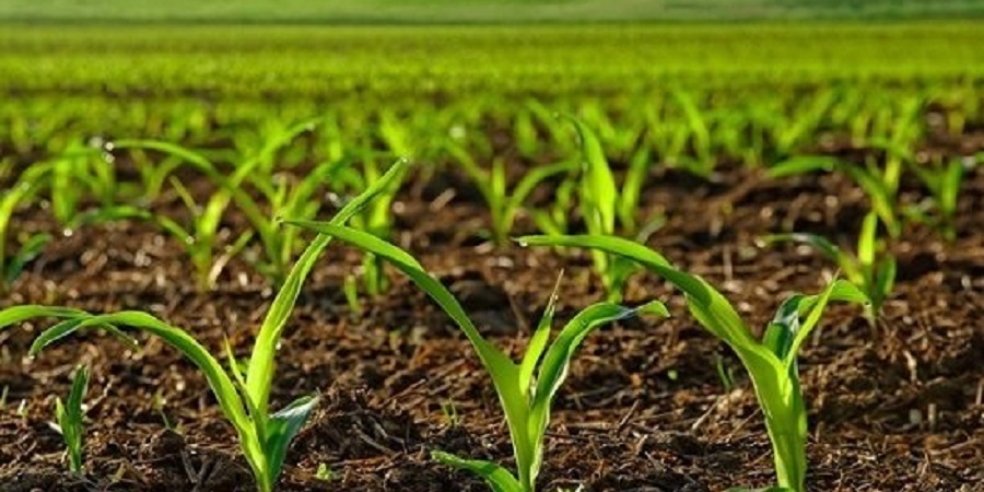 قاچاق خاک حاصلخیز کشور در پوشش صادرات سیمان و گلدان