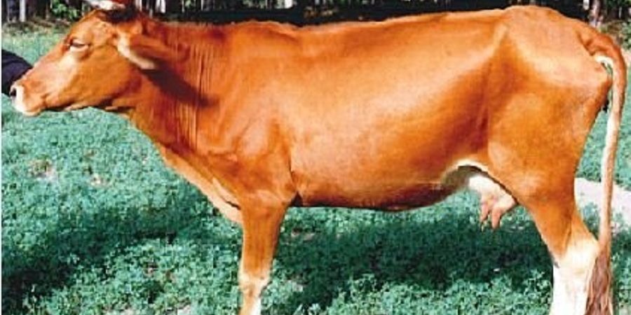 دستکاری ژنتیکی گاوها برای تولید شیر بدون لاکتوز