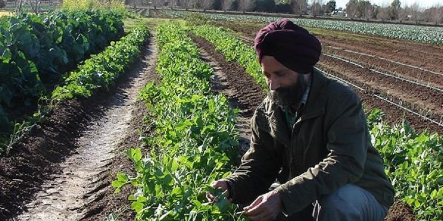 رکورد زنی هند در تولید محصولات کشاورزی