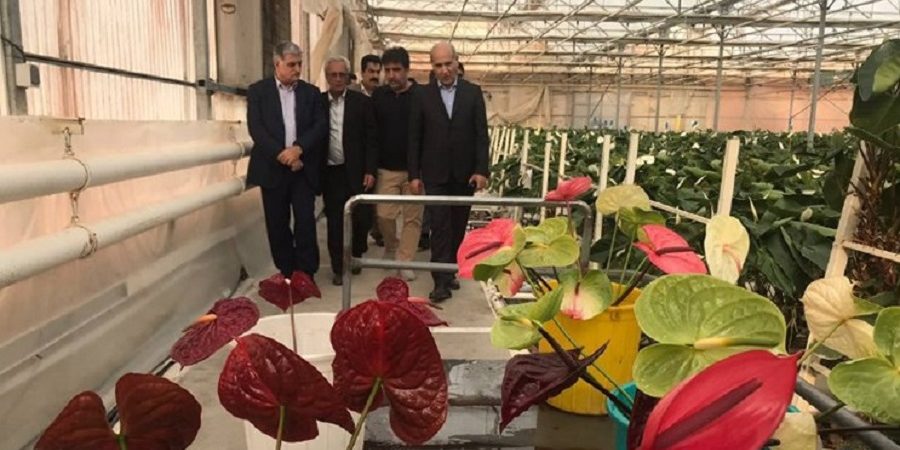 در بازدید مدیرعامل بانک کشاورزی از گلخانه نمونه عنوان شد:صادرات گل از ایران به هلند، انگلیس و فرانسه