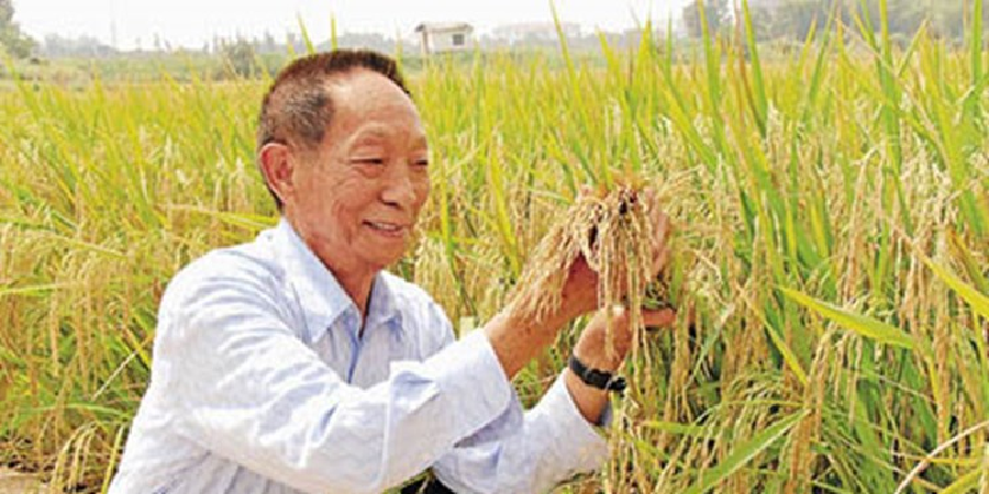 راشاتودی:چین برنج “قابل کشت در زمین‌های شور” کشت می‌کند
