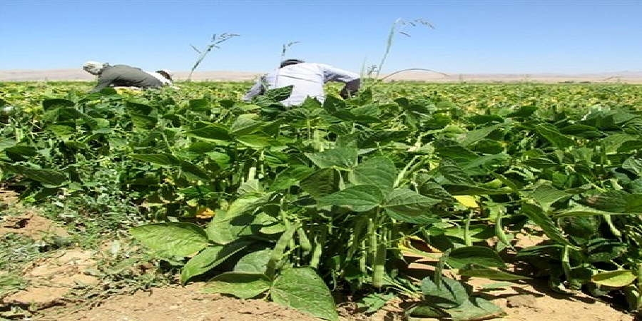پیش بینی برداشت ۸ هزار تن لوبیا از مزارع خمین
