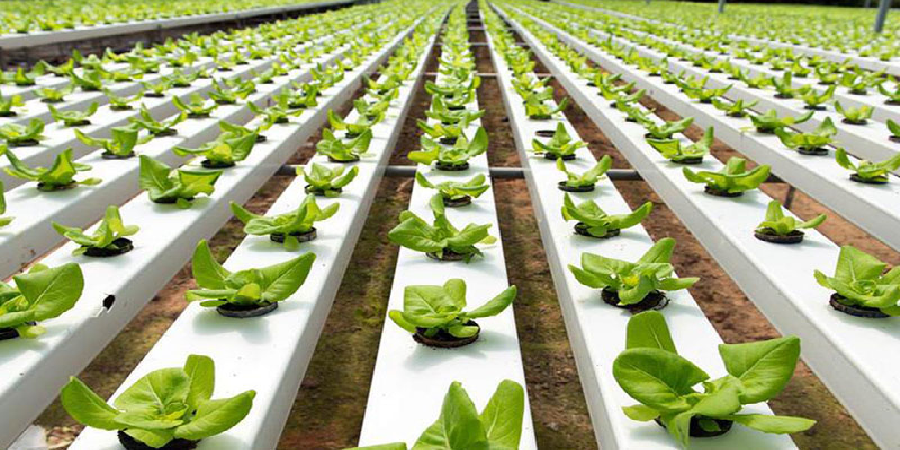 ارتقای قابلیت صادراتی محصولات کشاورزی با نانو اکسیژن