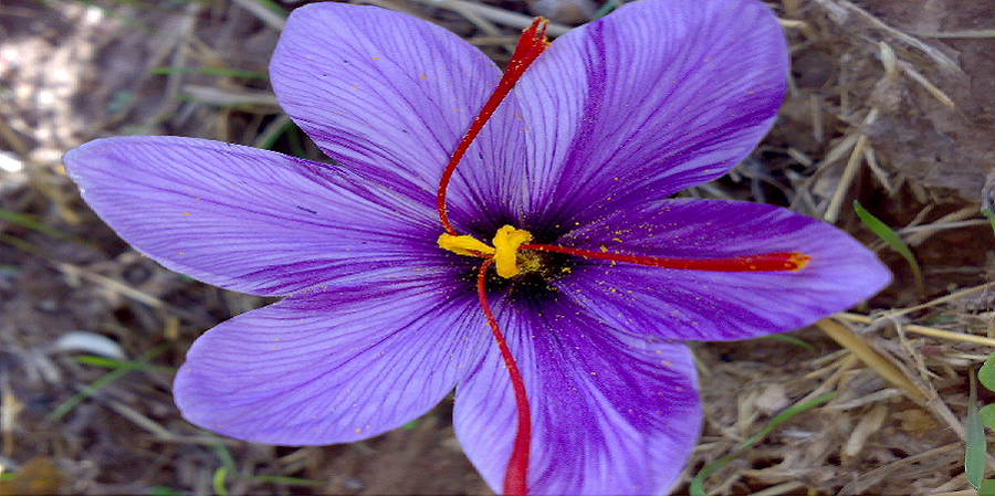 برداشت “گل زعفران” در مناطق کوهستانی گیلان آغاز شد
