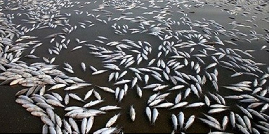 مرگ هزاران ماهی در دجله و فرات/ نگرانی شدید مردم عراق درباره آلودگی آب
