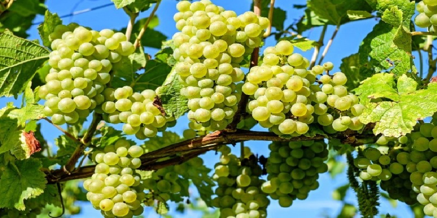 گواهی رسمی ثبت جهانی انگور ملایر در فائو صادر شد