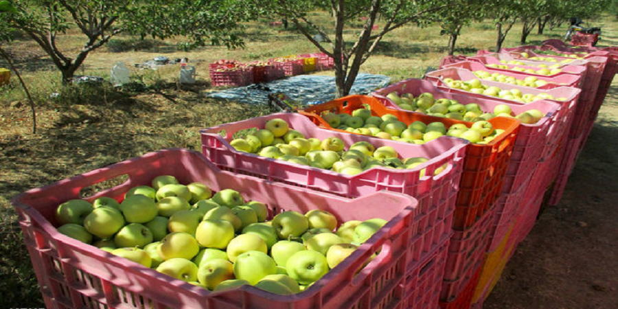 خطر نابودی ۸۰۰ هزار تن سیب در انبارها