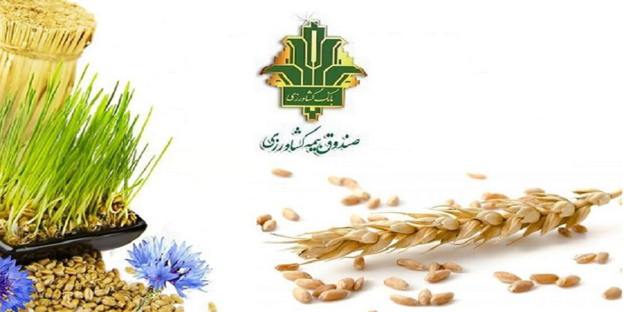 قائم مقام صندوق بیمه کشاورزی: پرداخت غرامت کشاورزان سیل زده آغاز شد