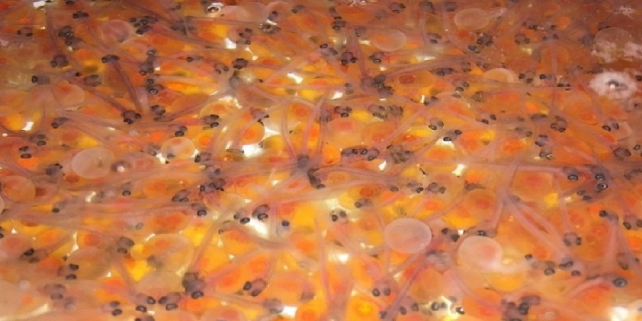 پیش‌بینی تولید ۴۰۰ میلیون عدد تخم چشم‌زده ماهی قزل‌آلا در کشور