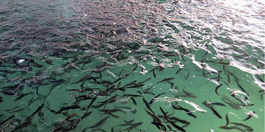 آذربایجان‌غربی، تولیدکننده پیشتاز ماهی در منابع آبی کشور شد