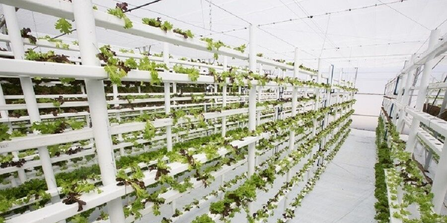 آب‌کشت، جدیدترین روش کارآمد پرورش سبزیجات در چین