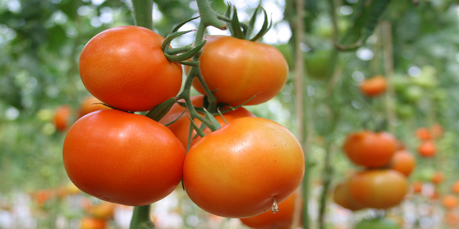 انتقال دانش فنی تولید محرک رشد اختصاصی گوجه‌ فرنگی