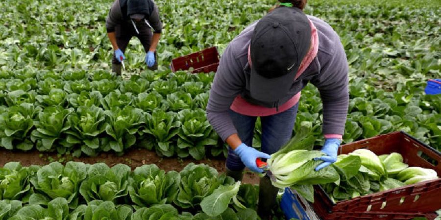 کمبود نیروی کار در بخش کشاورزی و صنایع غذایی در کشورهای اروپایی به علت بحران کرونا مشکل ساز شد