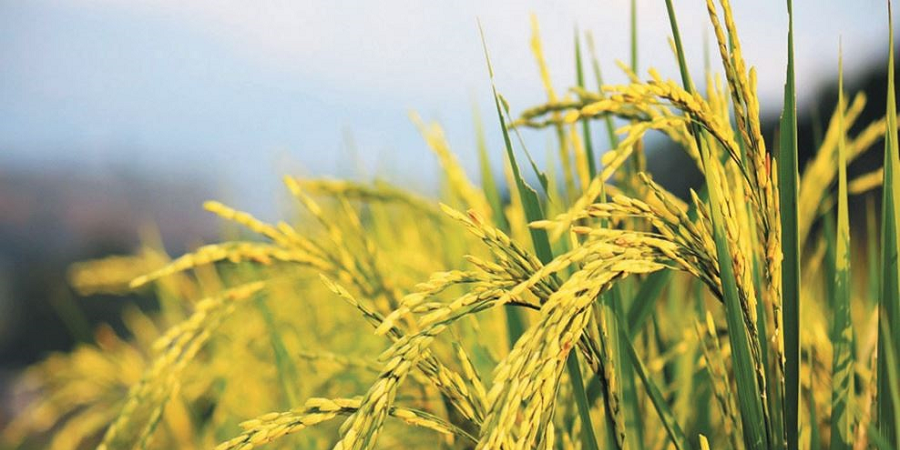 قیمت جهانی گندم رکورد زد
