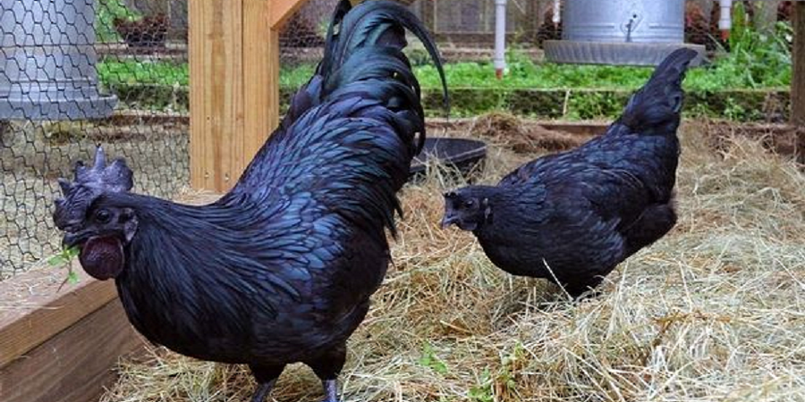 این مرغ‌ها گوشت و تخم سیاه دارند