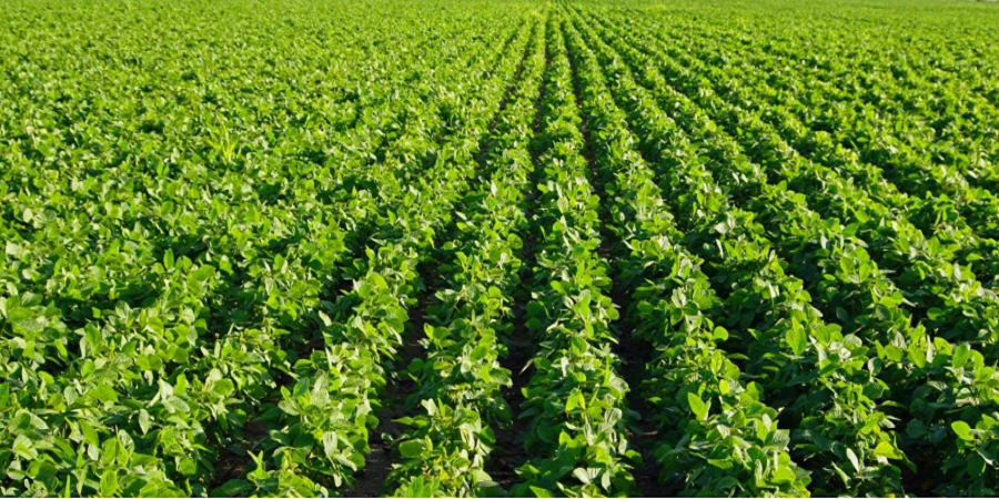 تولید ۳۰ هزار تن سویا در اردبیل/کشت دانه‌های روغنی افزایش یافت