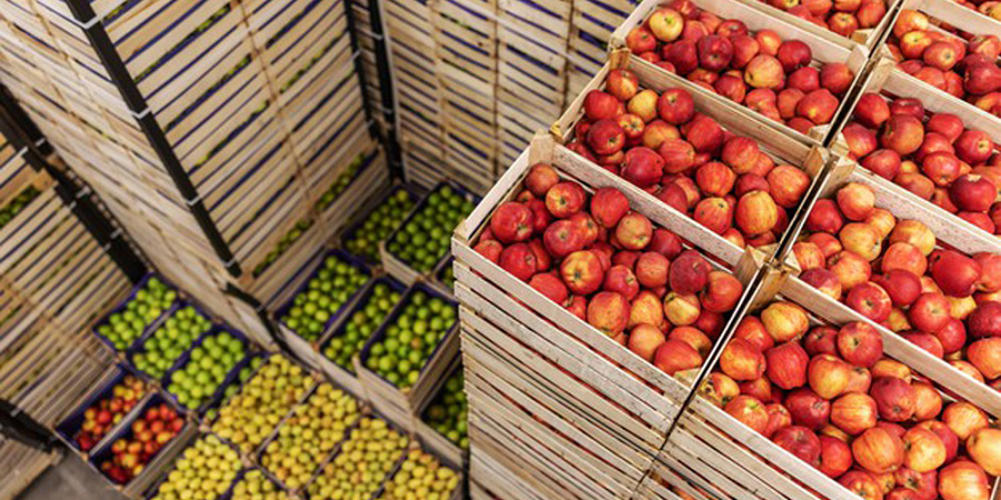 آخرین وضعیت میوه‌های ذخیره‌سازی شده برای شب عید/ مازادها به عراق و افغانستان صادر می‌شود