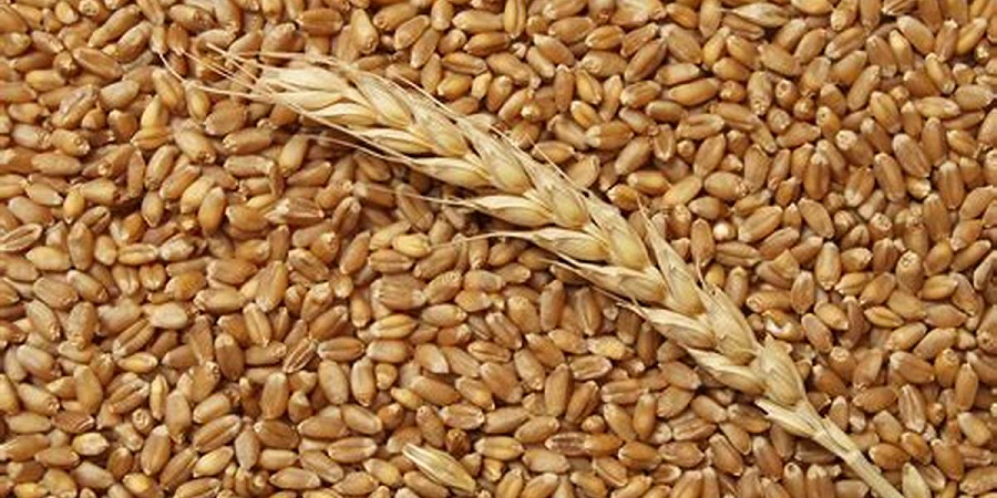 واردات گندم حداقل ۲ میلیون تن کاهش می‌یابد