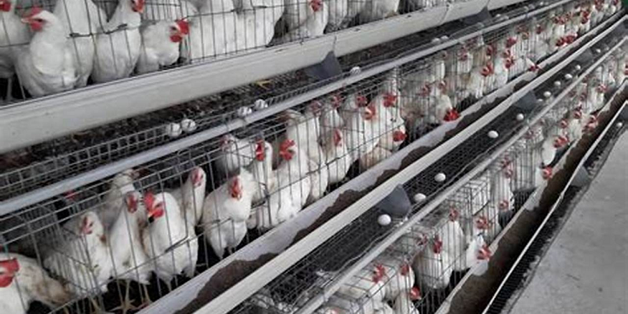 رئیس اتحادیه فروشندگان مرغ و ماهی: نرخ مرغ کاهشی شد/ تخم مرغ در مناطق مرزی ارزان‌تر از بازار داخل