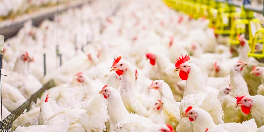 رئیس انجمن پرورش دهندگان مرغ گوشتی: هشدار تولید کنندگان برای کاهش تولید مرغ