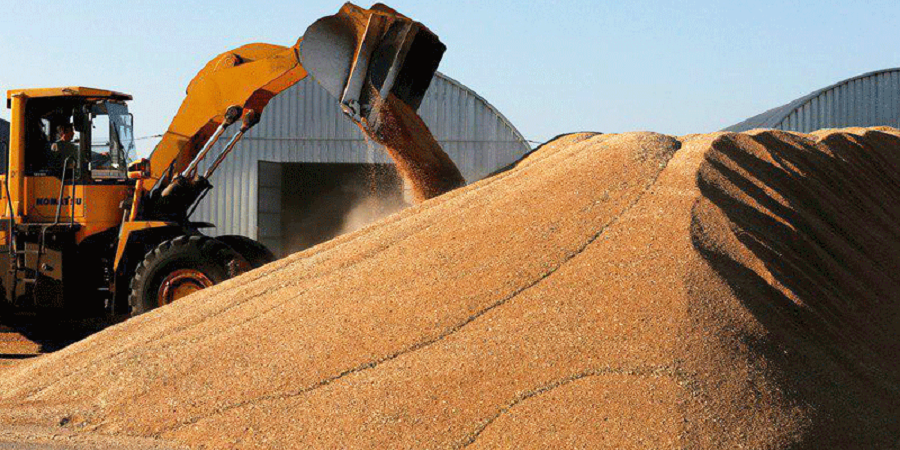 خرید بیش از ۷ میلیون تن گندم توسط شرکت بازرگانی دولتی ایران
