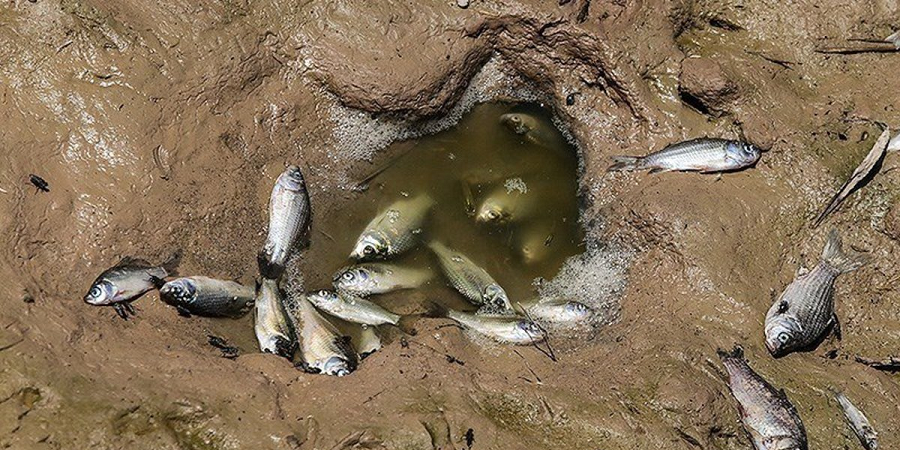 رئیس سازمان شیلات: خسارت ۸۰۰ میلیارد تومانی سیل به صنعت شیلات / مرگ ۸ هزار تن ماهی