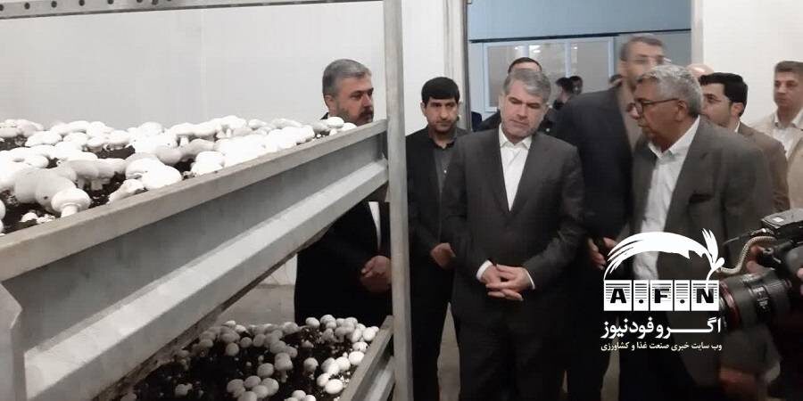 بازدید وزیر جهادکشاورزی از واحد تولید قارچ خوراکی در شهرستان ملارد