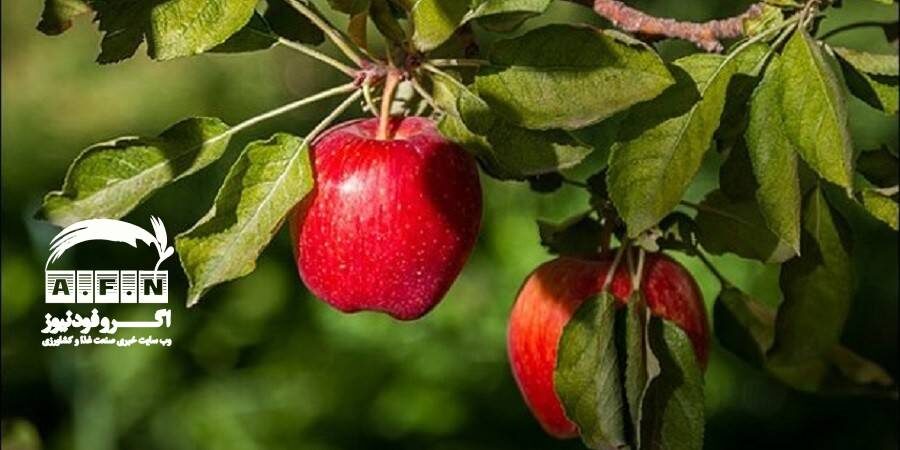 درخواست نماینده ارومیه برای صادرات سیب ممتاز آذربایجان غربی به خارج از کشور