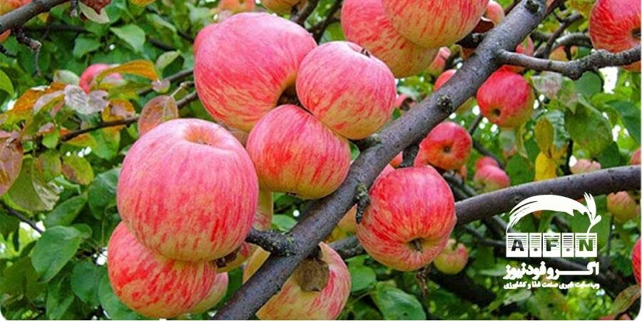 مدیرکل دفتر میوه‌های سردسیری و خشک:۳۲۰ هزار تن سیب در سردخانه‌های کشور موجود است