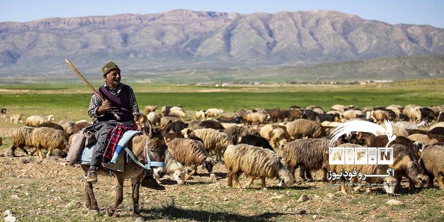 گوشت گوسفندی عشایر کیلویی ۲۴۰ هزار تومان در تهران عرضه می‌شود