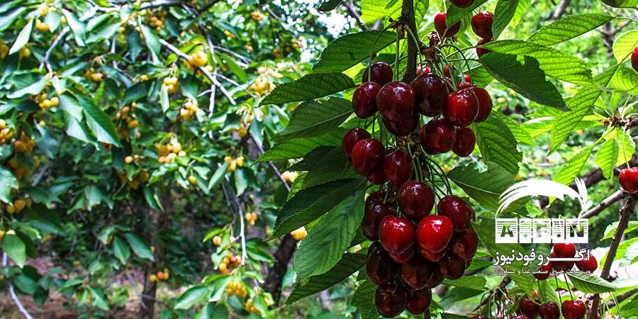 شناخت فیزیولوژی میوه، عامل کاهش هدررفت محصولات باغی/ راهکارهای کاهش ضایعات انار