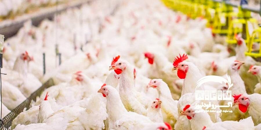 تولید ماهانه مرغ به ۱۵۰ هزار تن رسید