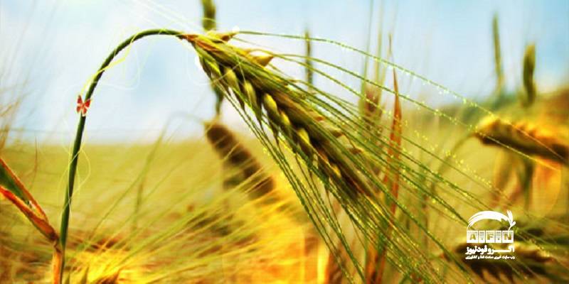 پیش بینی تولید ۶۵۶ هزار تن گندم در استان همدان