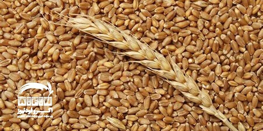 خوزستان تامین کننده گندم ۱۲ میلیون نفر در کشور است