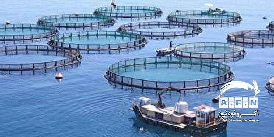 مجری طرح پرورش ماهی در قفس: پرورش ۴۰۰ هزار تن ماهی داخل قفس تا افق ۱۴۰۴