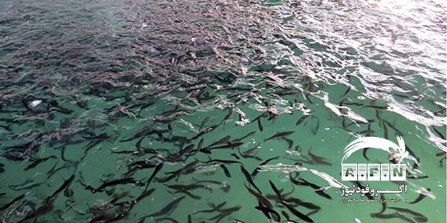 تولید نانو فولیک با قابلیت افزایش شاخص‌های رشد ماهی‌ در کشور