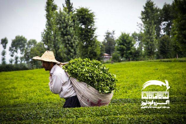 مدیر اجرایی سندیکای کارخانه‌های چای شمال کشور: پشت پرده آمار عجیب واردات و صادرات چای/ دولت هیچ اقدامی برای تغییر کاربری مزارع نمی‌کند